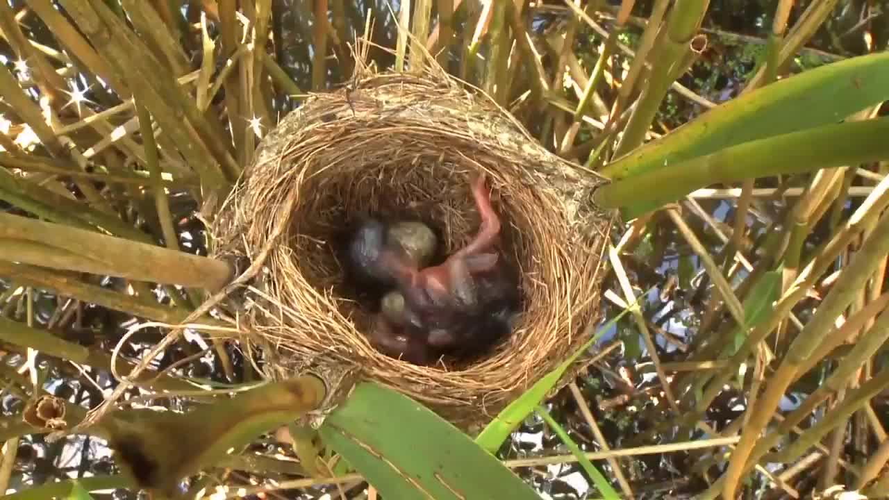 Cuckoo birds are evil wtf