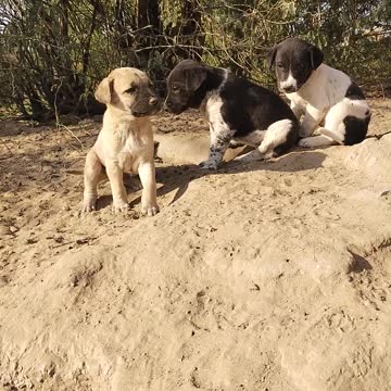 Stray puppies for whom I want to arrange home and food, please help me