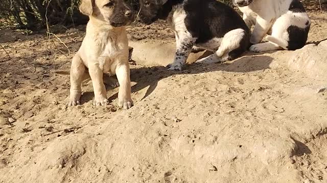 Stray puppies for whom I want to arrange home and food, please help me