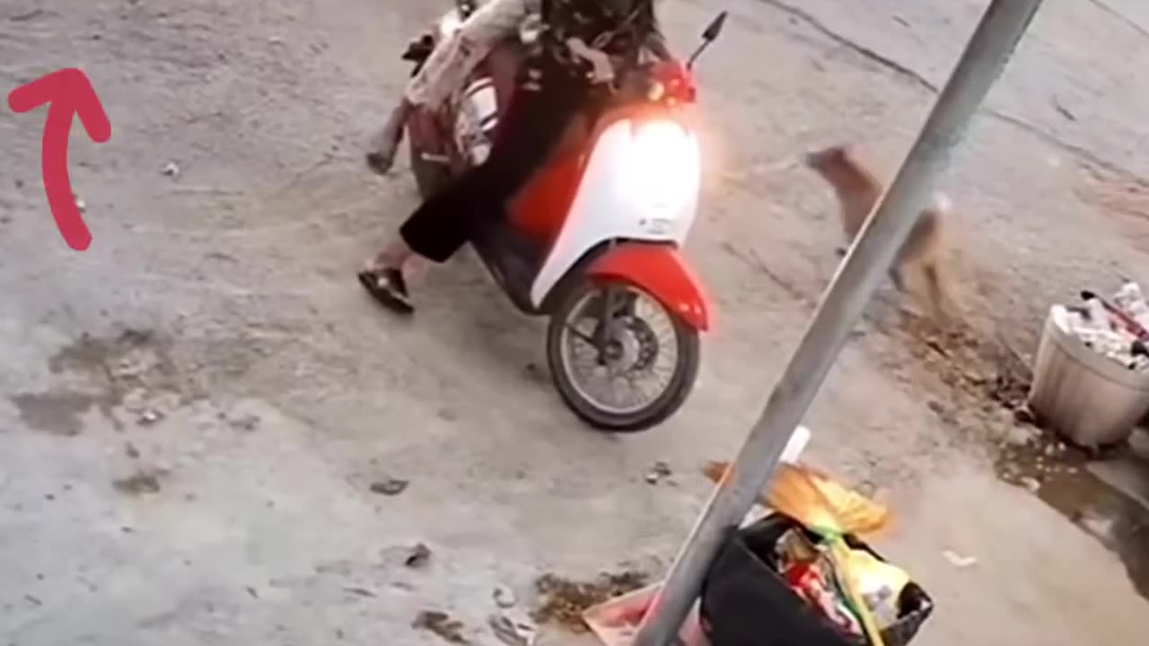Cat saves child from Dog