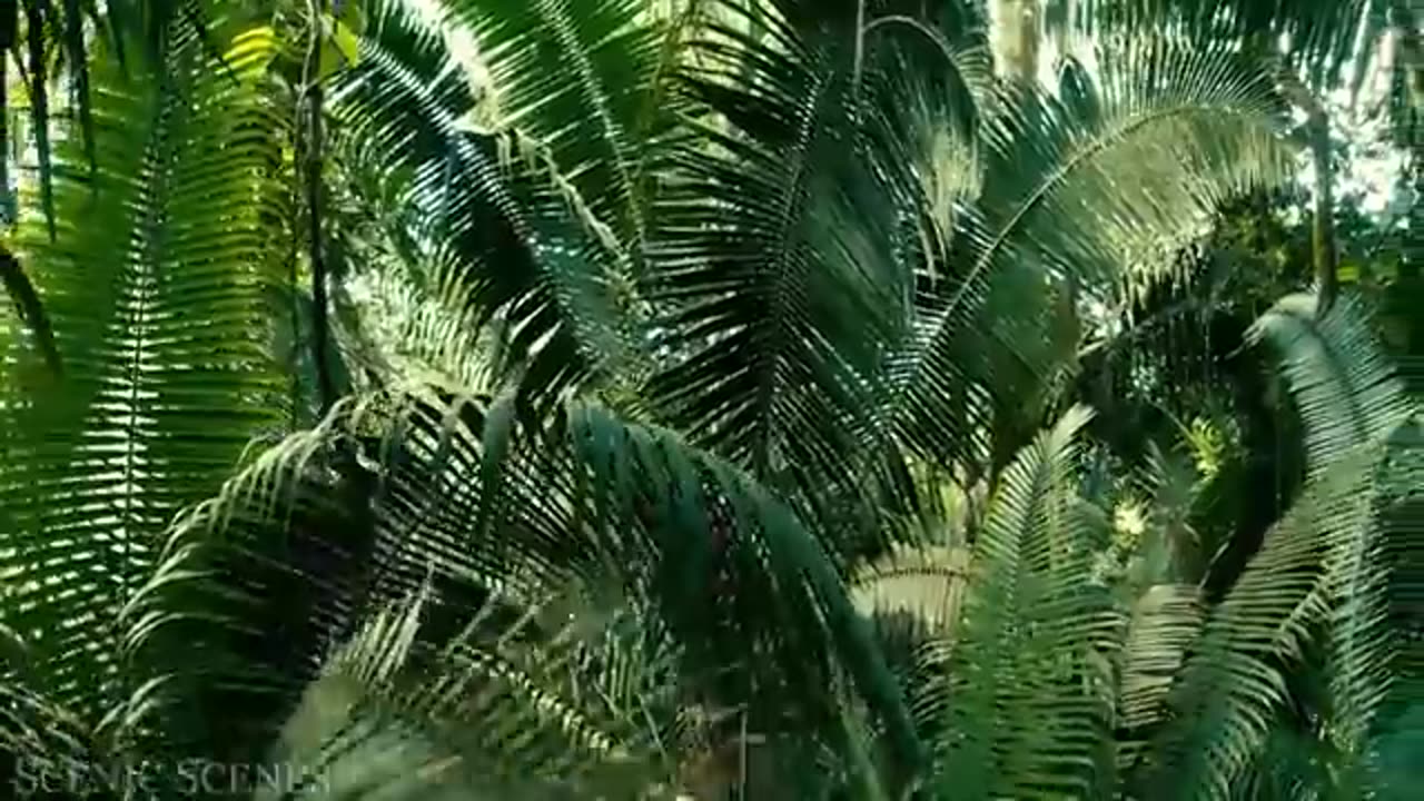 Amazon 4k - The World's Largest Tropical Rainforest Part 2| Jungle Sounds Scenic Relaxation Film