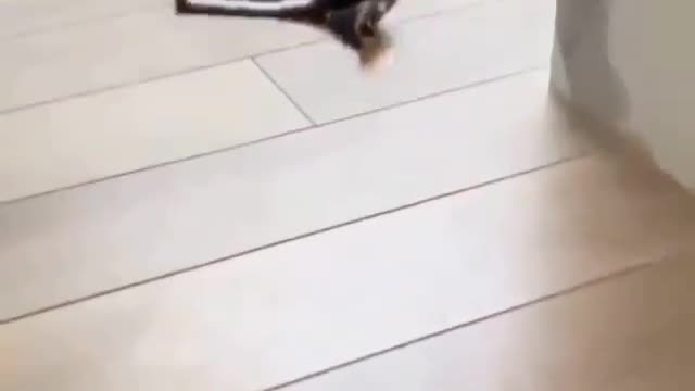 cutepupclipss Getting Ready for a nap