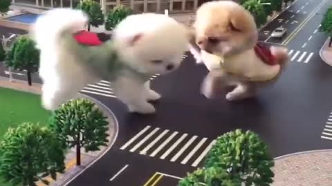 Dogs Funny Videos Mini Pomeranian