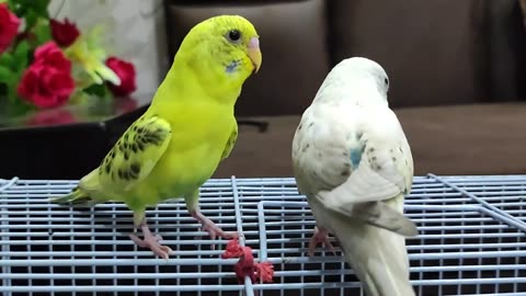 happy budgies