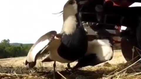 bird protect her eggs from tractor