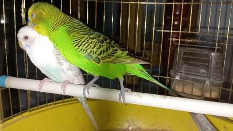 Green and White Parrot couple_ Fighting or Loving_