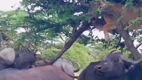Lioness Chased Up Tree By The Herd