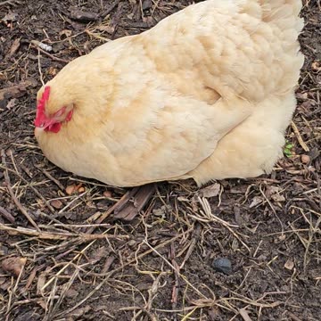 OMC! Micro-Napping Masterclass: Lessons from a Contented Hen!
