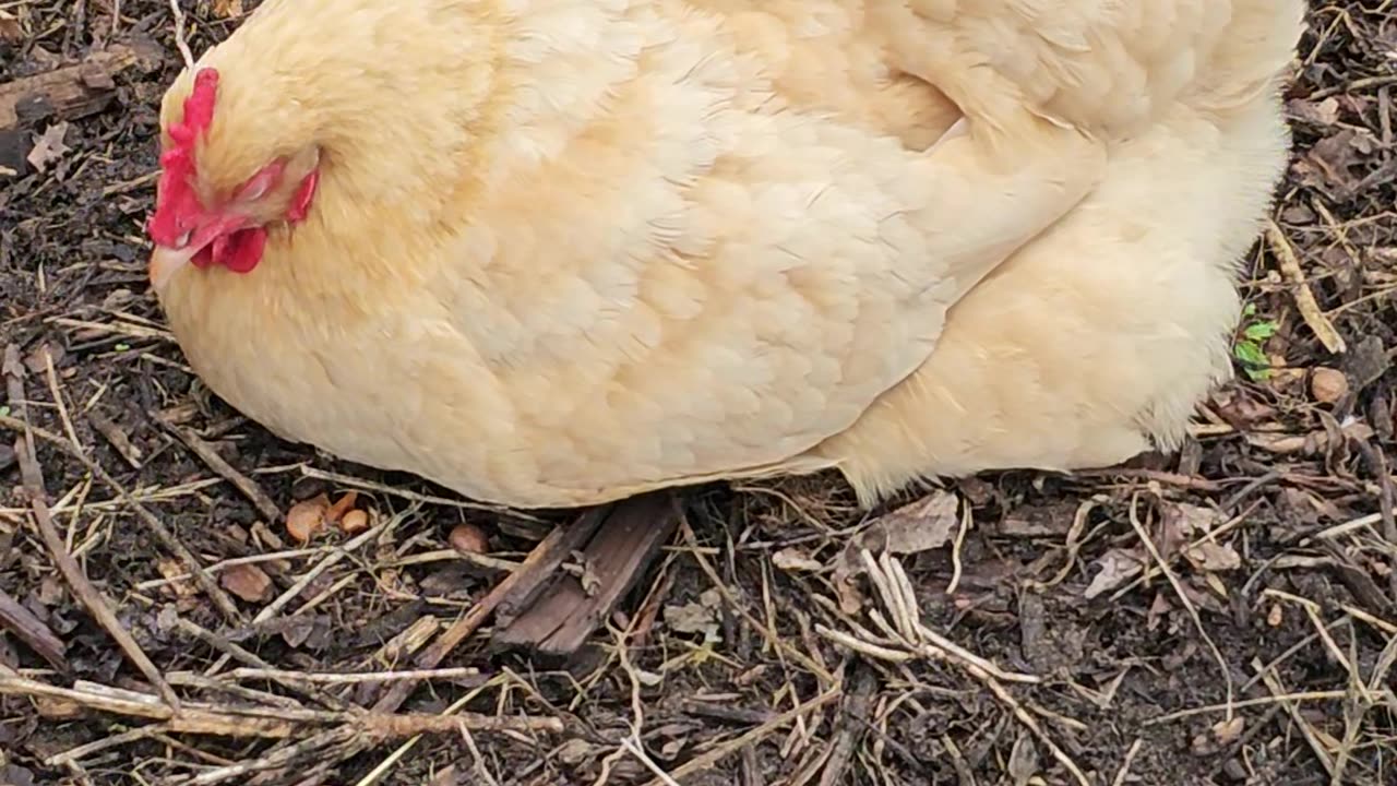 OMC! Micro-Napping Masterclass: Lessons from a Contented Hen!