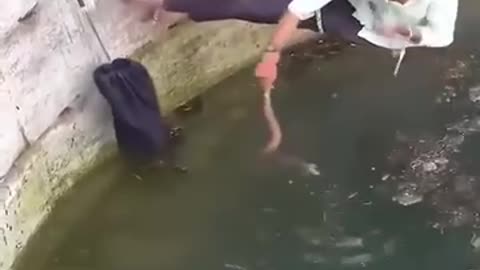 Trying to catch a cobra while hanging from a rope