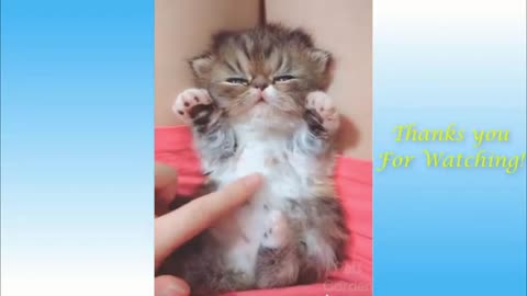 Cute 🐈🐈🐈 Cats And Funny 🐕🐕🐕 Dogs videos compilation..