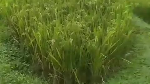 rural natural beauty