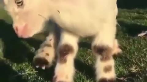 The newborn lamb learns to walk