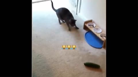 FUNNY CATS AND DOG🔥🔥🌏