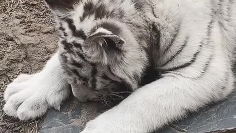 Useless little white tiger