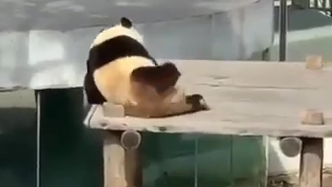 Funny animal video/dog/cute panda vidio/funny😂