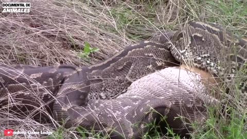 Asustado El Estúpido Pitbull Ataca A Una Pitón Gigante, ¿qué Pasa Después_ _ Mundo Animal