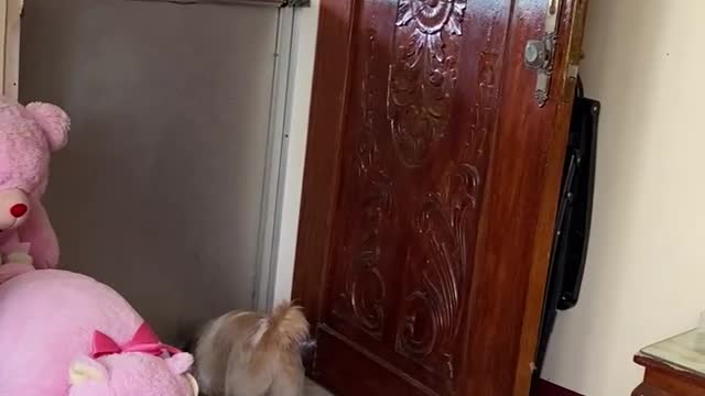 Shih tzu barking