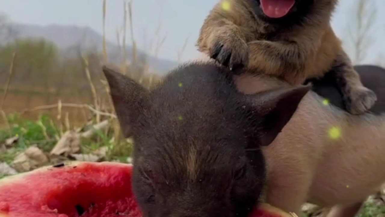 Cute little pig eating watermelon