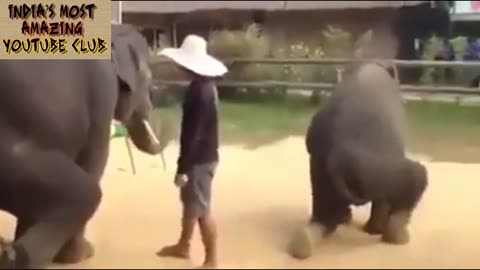 Dancing Animals