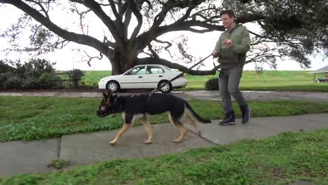 FIRST BEST DOG TRAININGS.........