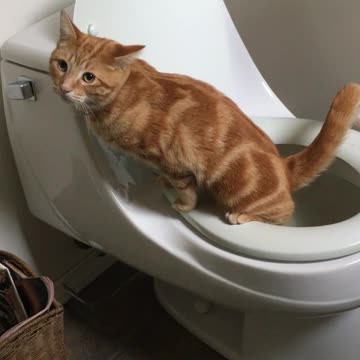 Cat instinctively uses toilet without any training