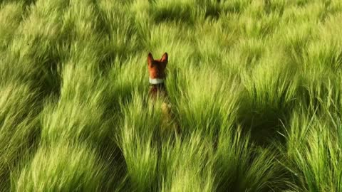 Funny and hillarious puppy of basenji rare breed jumps around the field in national park