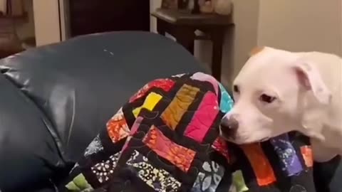 Cute dog | Cute cat