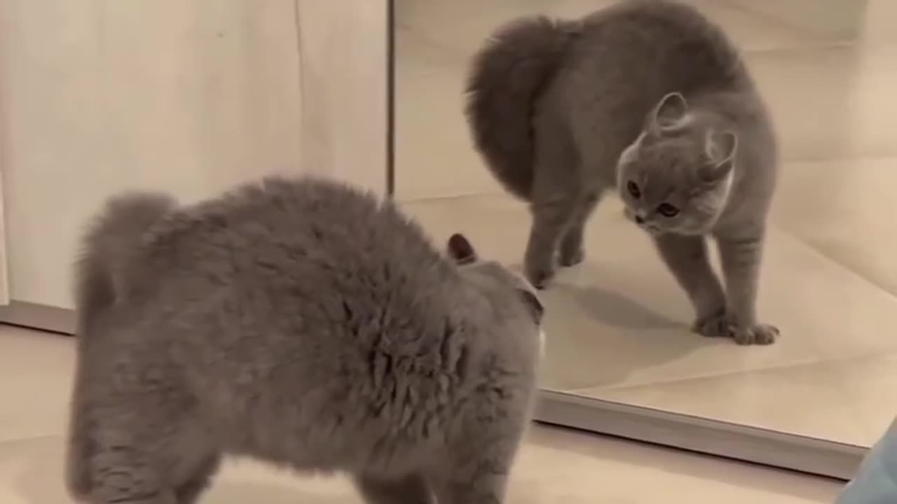 Don't let your cat meet a mirror