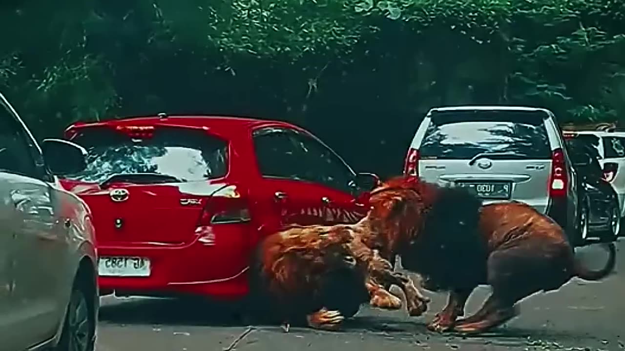 Lion 🦁🦁🦁####male lions 🦁🦁🦁#lion