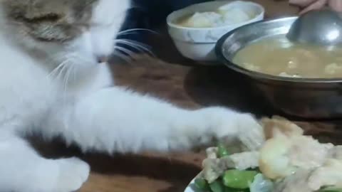 Cat who wants to eat meat