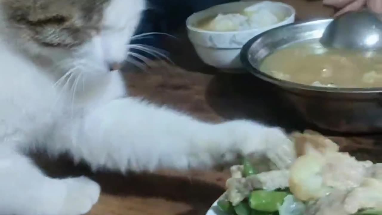 Cat who wants to eat meat