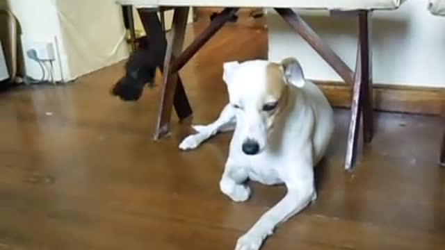 BIRD FEEDS CAT DOG - 😎😍😘