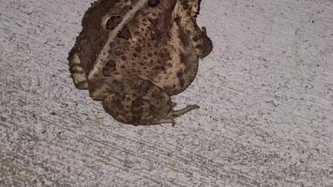 Big Toad