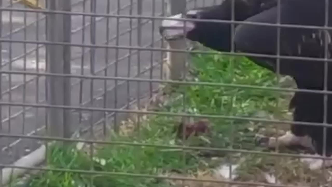 Eagle getting angry😳 while eating