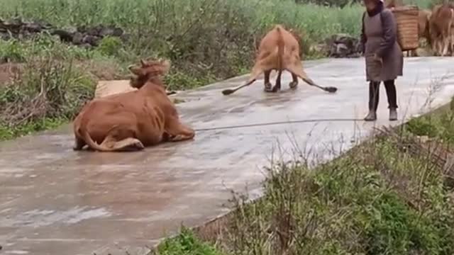 When it rains, the road is slippery and the cows are difficult to move.