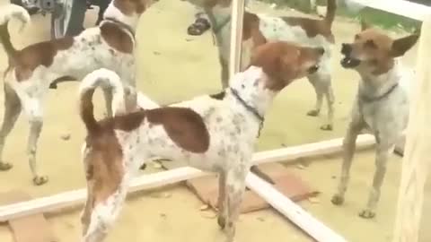 Funny mirror prank with dogs