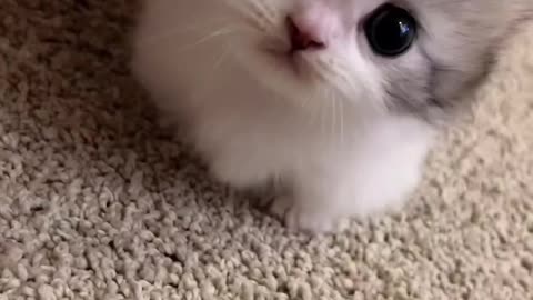 Cuteness Overload: Sweet Kitten in Action