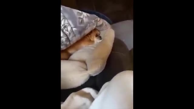 TOP FUNNIEST ANIMAL VIDEOS