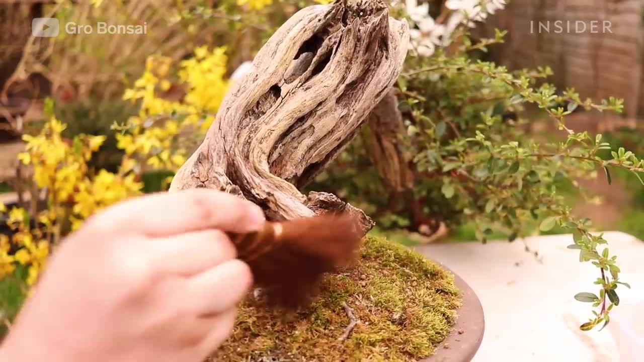 How An Overgrown Bonsai Tree Is Professionally Restored _ Refurbished _ Insider