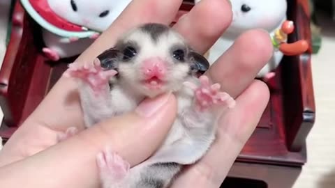 Adorable Sugar Glider Joey Crying #shorts #sugarglider #sugarglidercare