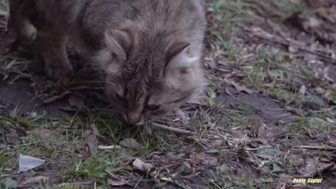 A cunning cat won't eat his meal