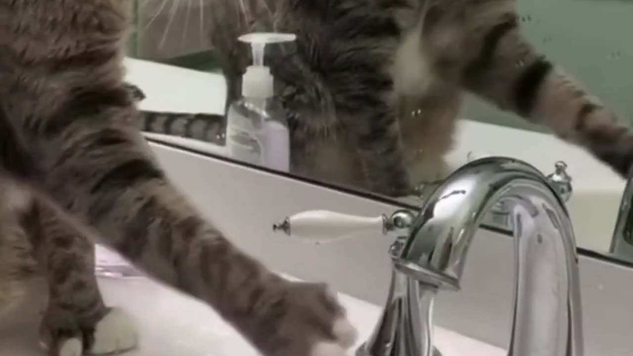 Funny animal of the day 😂😁 #funny animal #funny cat's and Dogs #funny video