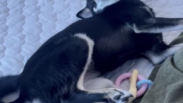 Shiba inu, dog, playing alone in the bed