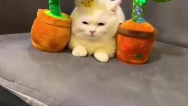 8.#cute cat#shorts