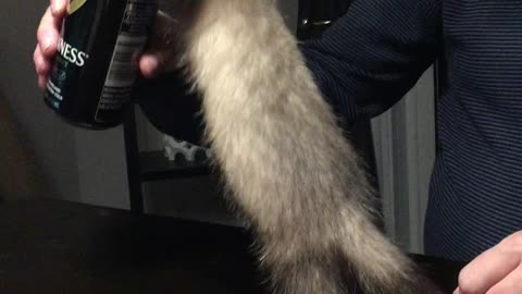 Baby ferret wants beer