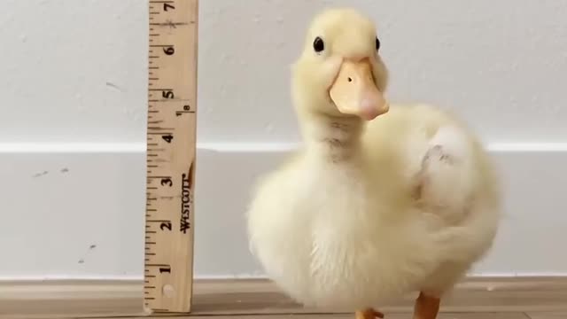 Watching the Little Duckling Grow