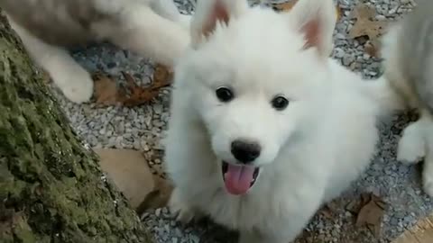 Do you understand the tacit understanding of dogs
