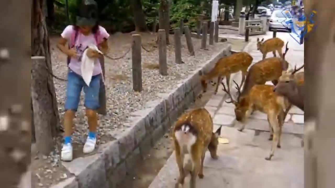 Amusing animal assault 99% make a lot of effort not to chuckle.