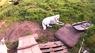 Guilty dog reluctantly gives up stolen item